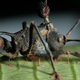 Illustration for article titled Parasites wage war against zombie-ant fungus